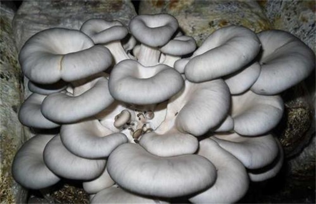 平菇菌棒生长缓慢原因及解决方法