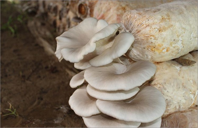 平菇菌棒生长缓慢原因及解决方法