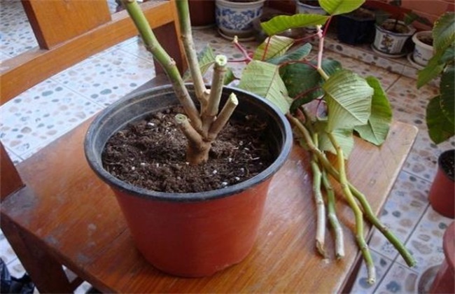 蒜香藤扦插繁殖方法图片