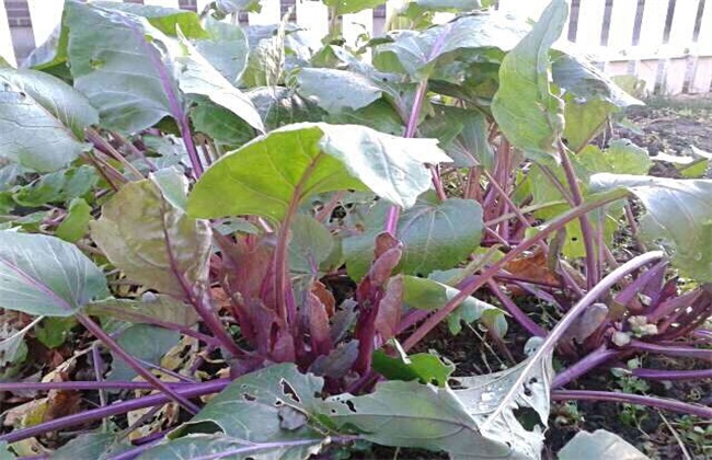 红菜苔种植时间和方法