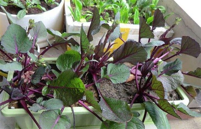 红菜苔 种植时间 红菜苔方法