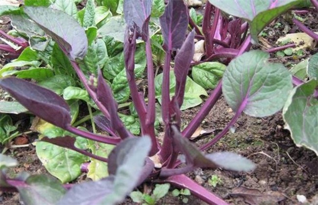 红菜苔 追肥要点 红菜苔施肥