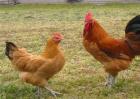 生态养鸡怎么选择鸡种