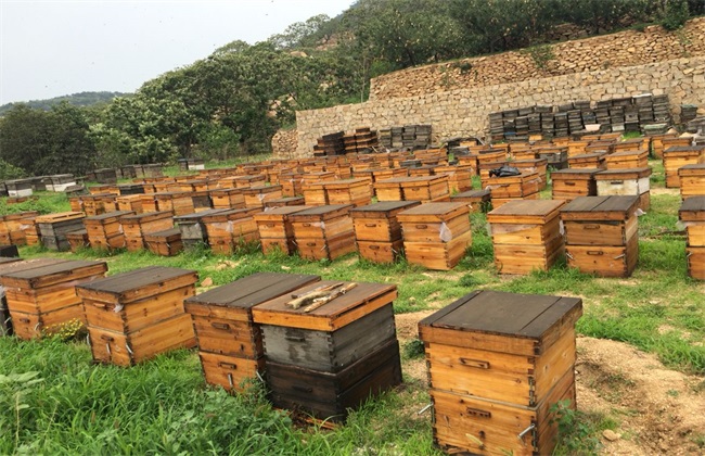 农村土蜜蜂养殖技术