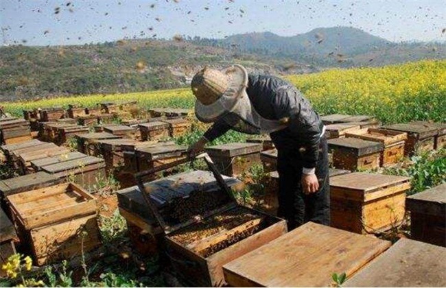 土蜜蜂养殖技术 中蜂养殖