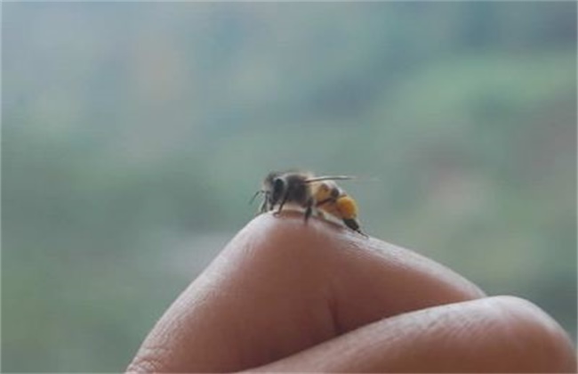 被蜜蜂蜇了该怎么办