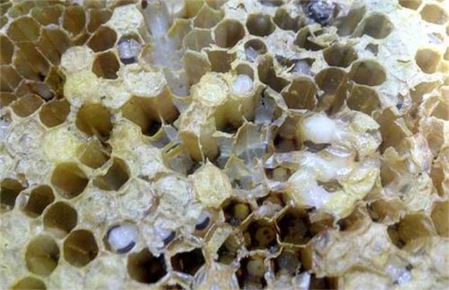 中蜂巢虫的防治技术