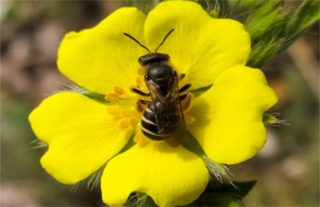 秋季养蜂该怎么管理好