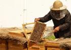 新手养蜂有哪些禁忌