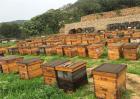 农村土蜜蜂养殖技术