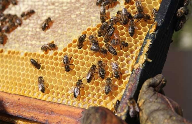 蜜蜂失王后如何造王台