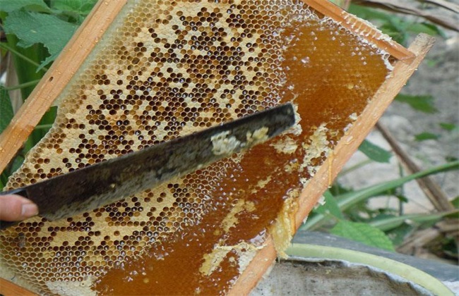 割蜜时 怎样防止 蜂群逃跑