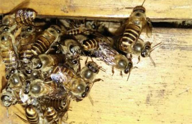 蜜蜂巢门结团是怎么回事