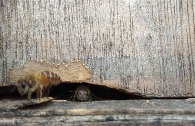 蜜蜂冲群是什么原因引起的呢