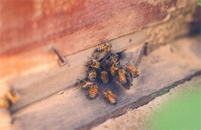 土养蜜蜂超大强群 土养蜜蜂怎么养出强群