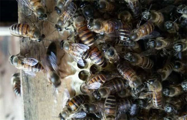 蜜蜂冲群原因