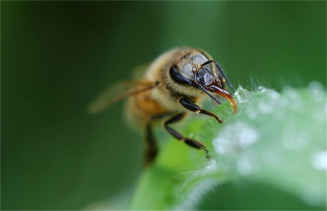 寻找野生蜂群方法 野生蜂群
