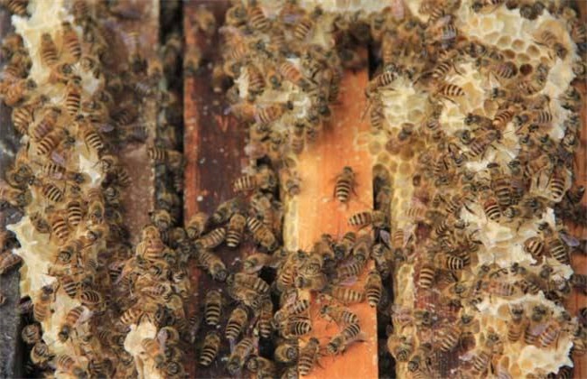 合并蜂群如何防回蜂