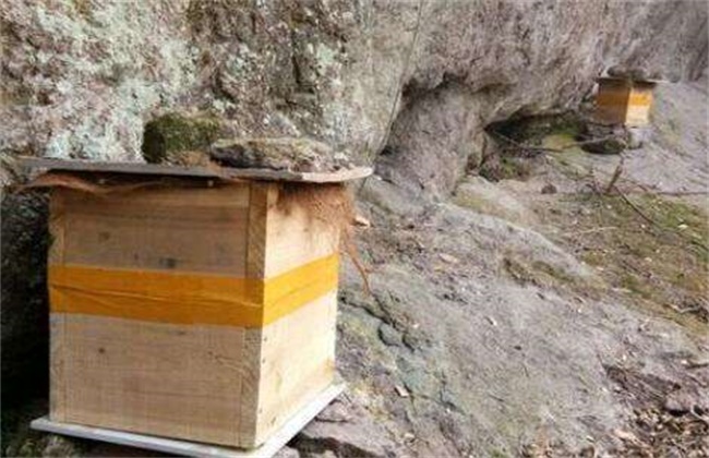 诱别人家蜜蜂到蜂箱 诱别人家蜜蜂到蜂箱来