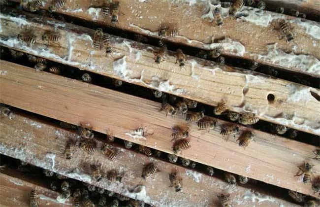 自然分蜂和人工分蜂哪个比较好