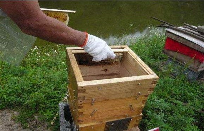 蜜蜂怎么过箱 蜜蜂过箱方法