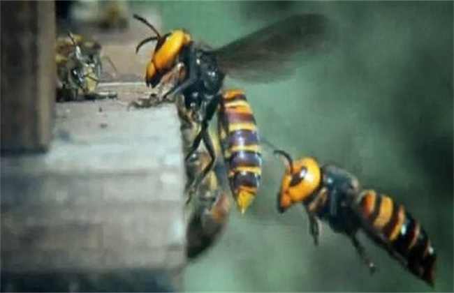 养蜂如何防止天敌胡峰