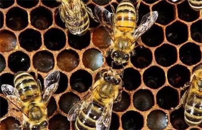 工蜂产卵原因及处理方法