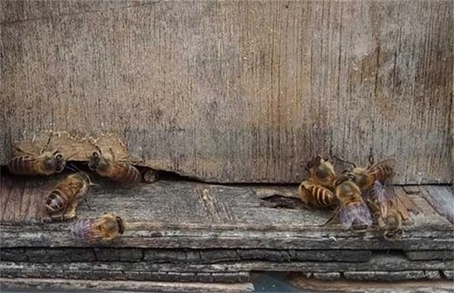 为什么蜂箱口出现很多死蜂