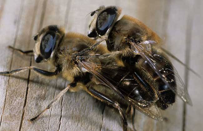 中蜂如何快速繁殖