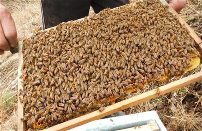 中蜂如何快速繁殖
