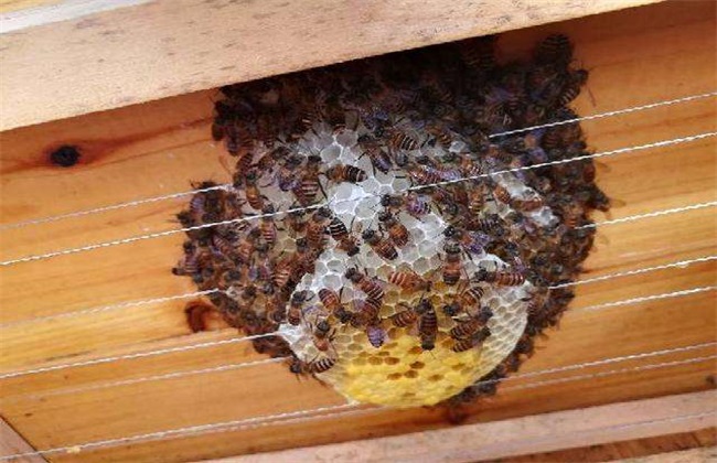 蛋群养成强群 蜜蜂蛋群养殖