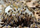 怎么将蜜蜂蛋群养成强群