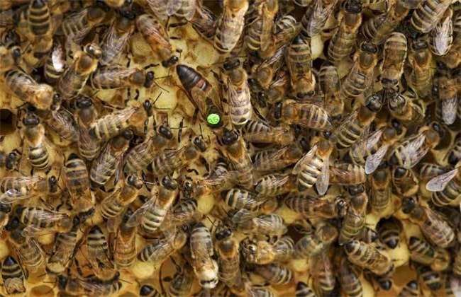 意蜂 秋季养殖管理技术