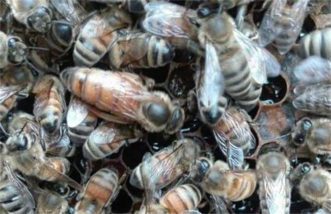 意蜂秋季养殖管理技术