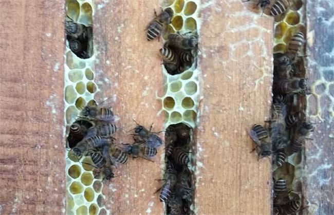 防止自然分蜂 如何防止分蜂