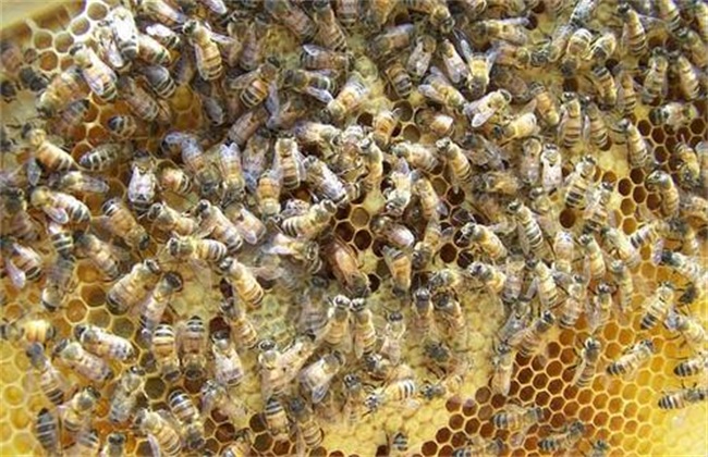 防止自然分蜂 如何防止分蜂
