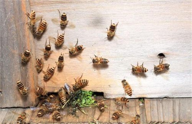 意蜂和中蜂可以一起养吗