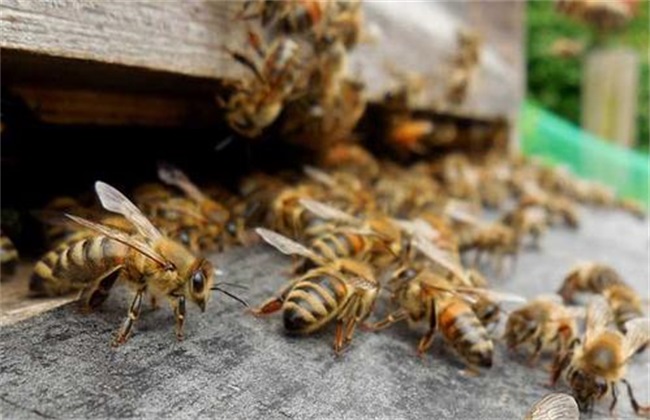 合并蜂群 中蜂怎么合并蜂群
