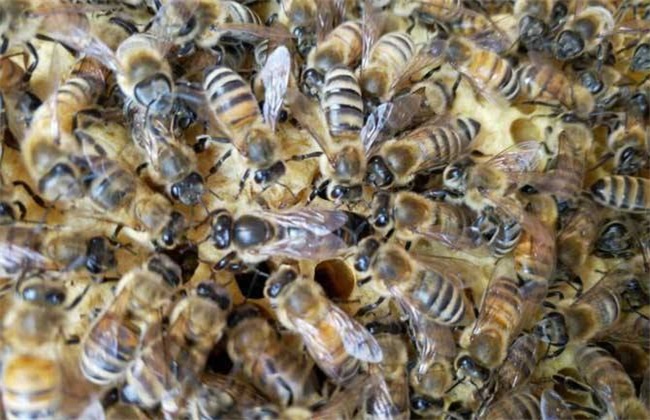 合并蜂群 中蜂怎么合并蜂群