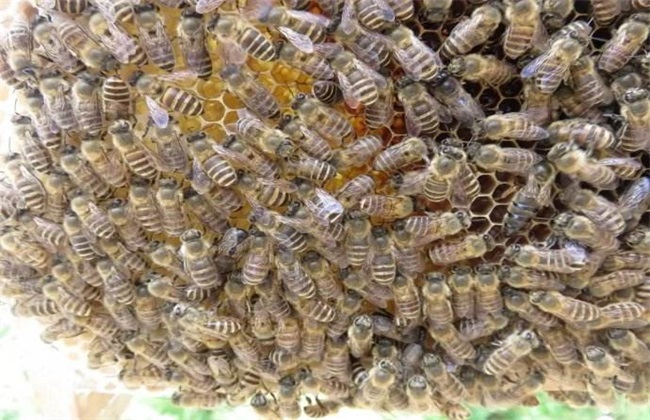 蜜蜂繁殖 加快蜜蜂繁殖速度