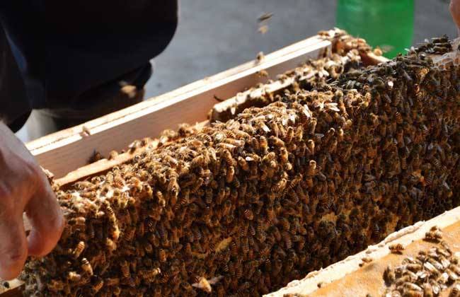 野蜜蜂怎么养 防止蜜蜂逃跑