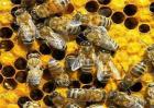 蜜蜂什么时候繁殖速度快