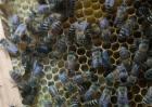 工蜂产卵会导致灭群吗？工蜂产卵补救措施