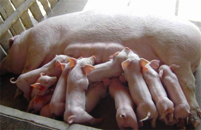 影响母猪产仔率的因素