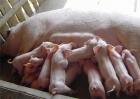 影响母猪产仔率的因素