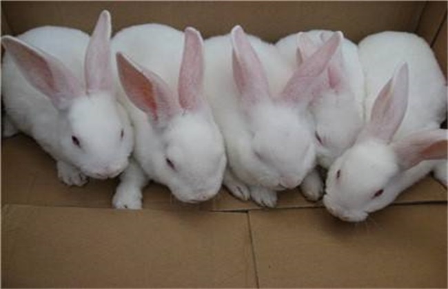养殖兔子的方法