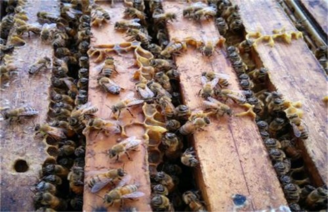 蜂蜂群失王有哪些表现
