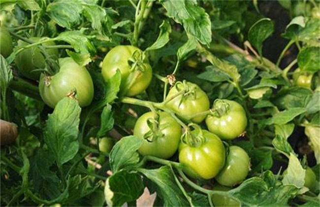 如何提高番茄的坐果率？番茄坐果率低解决方法