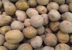 秋季土豆什么时候种植