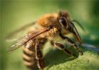 蜜蜂不酿蜜是什么原因